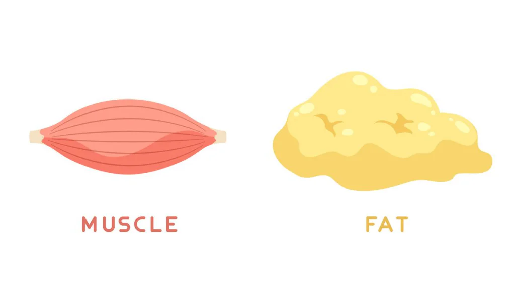 recomposición corporal perder grasa sin perder músculo